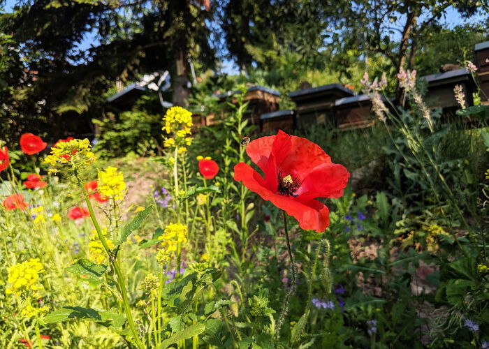 Rote Mohnblume in einem blühenden Garten